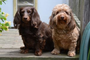 Two happy dogs on a deck