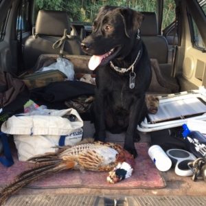 Buck the black Labrador retriever sitting over a dead pheasant.