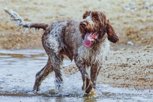 A wet, shaggy dog walks through a puddle