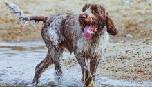 A wet, shaggy dog walks through a puddle