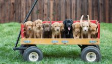 Nine puppies of various colors are squeezed side by side into a wagon.