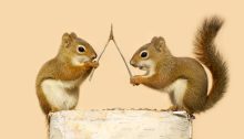 Two red squirrels on a birch log, making wishes.